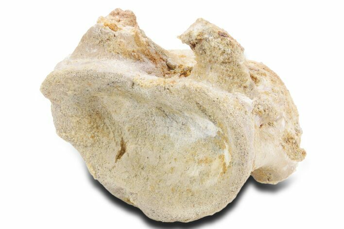 Fossil Spinosaurus Cervical Vertebra Centrum - Morocco #360969